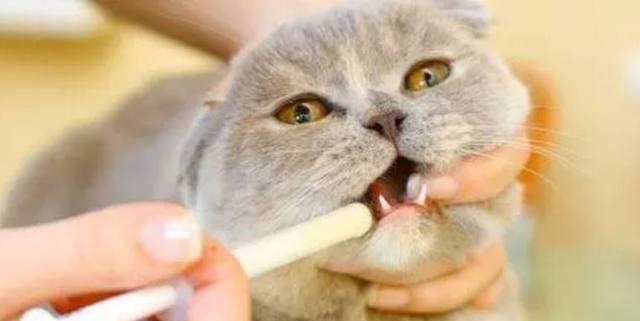 猫咪呕吐白色泡沫拉稀怎么回事,成年猫咪呕吐并且拉稀吃什么药