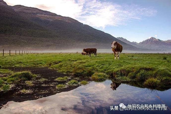 旅居生活新西兰,旅居在新西兰