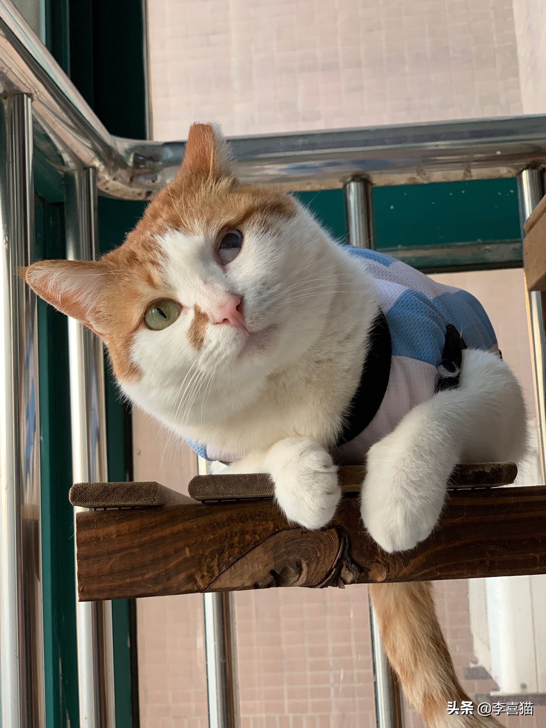 橘猫噬元兽,噬元兽为什么选择橘猫