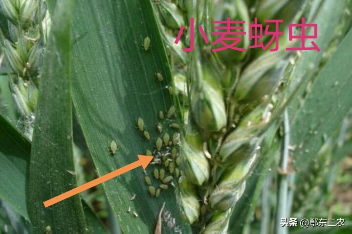 蚜虫用什么药效果最好,杀灭蚜虫哪种药剂最好