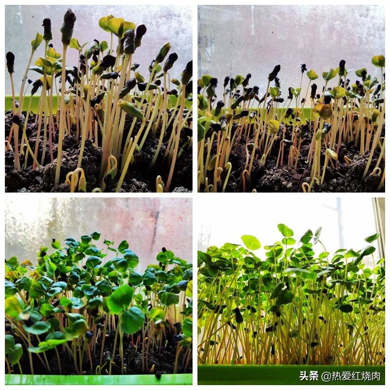 冬季如何撒种子种菜,冬季小花盆里可以种的菜