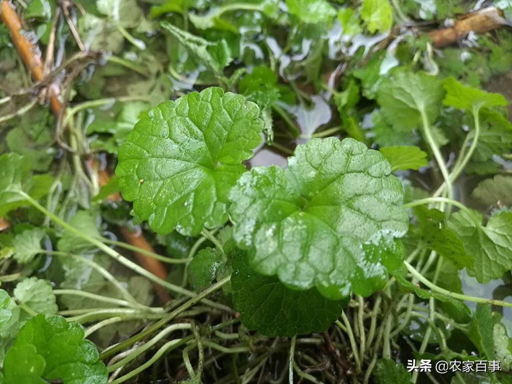 活血丹和积雪草有什么区别,如何辨别活血丹与积雪草