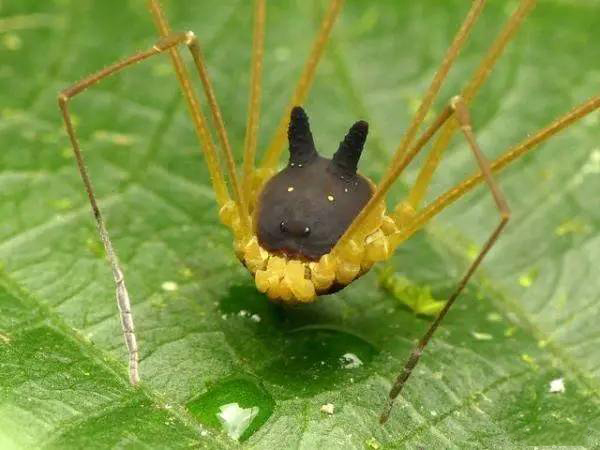 黑兔蜘蛛的视频,黑兔蜘蛛长相图