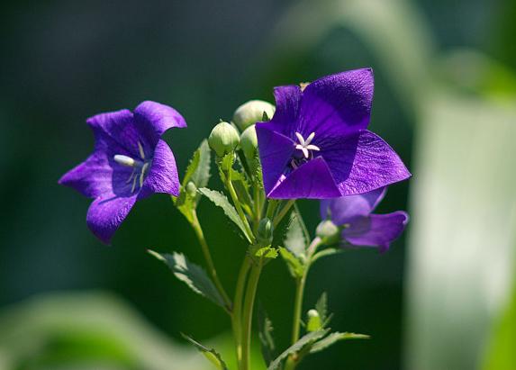 阜阳一7万人的小镇,靠种植桔梗发家致富,现已位列全国名镇榜单