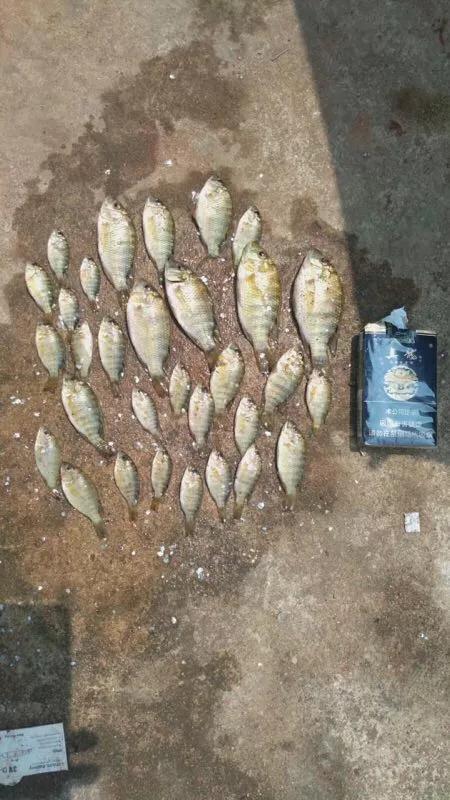 淡水鱼和罗非鱼有什么区别,罗非鱼是海里鱼还是淡水鱼