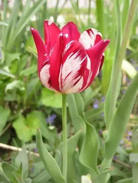 这才是世界上最贵的花卉,君子兰最便宜的花卉