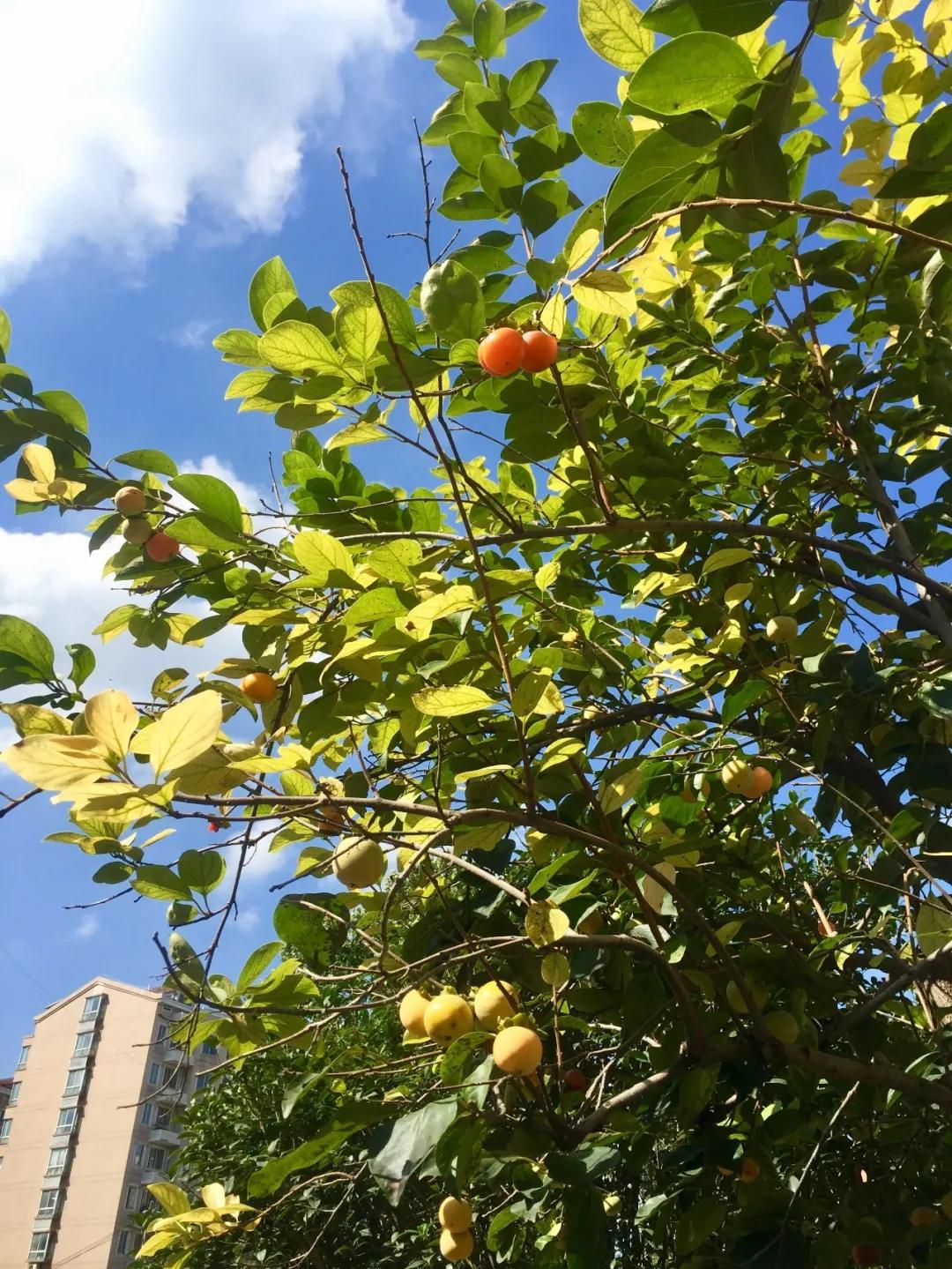 最美的风景美丽的校园,最美的风景就是校园