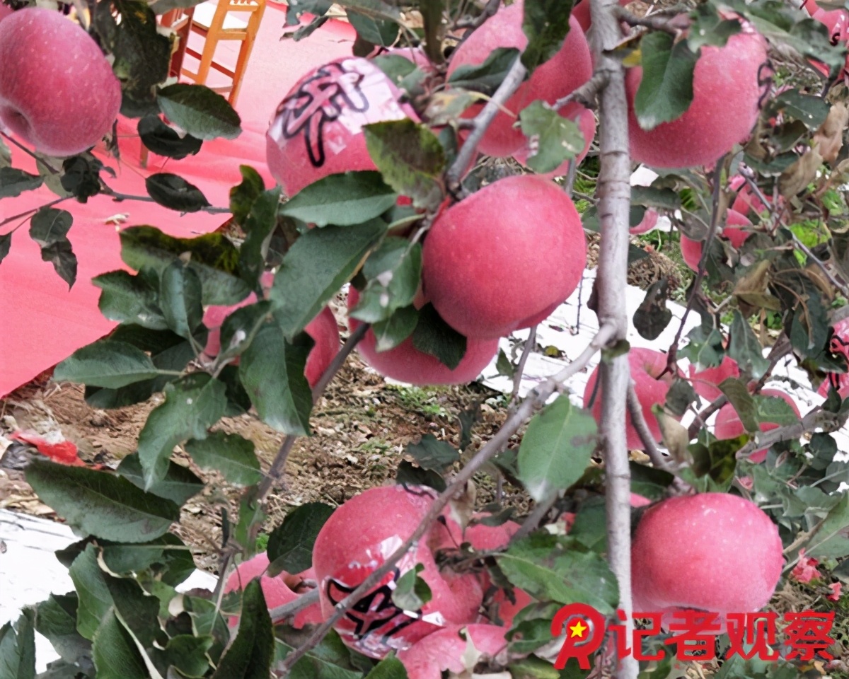 苹果小镇体验基地,吉县苹果体验中心