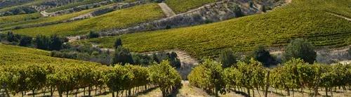 智利名庄酿乐 (智利名庄有哪些)