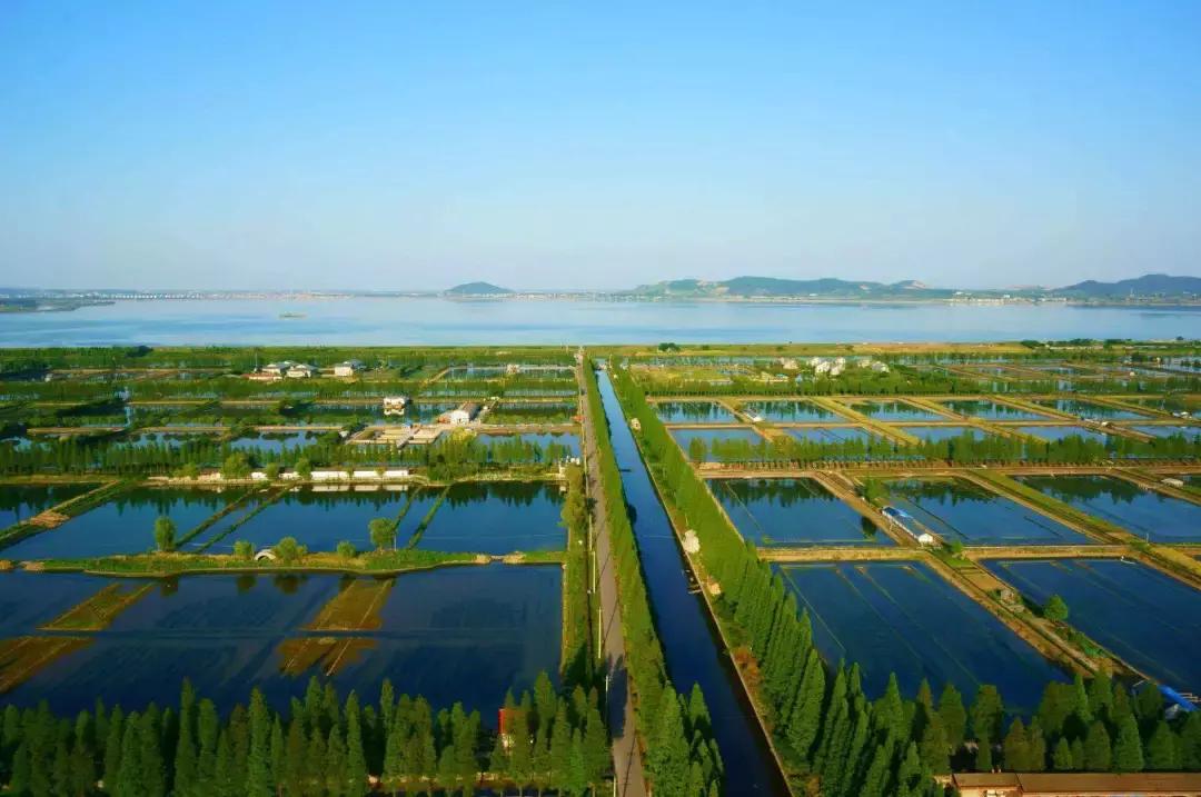 高淳固城湖螃蟹江宁店哪家正宗,固城湖螃蟹产业经验总结