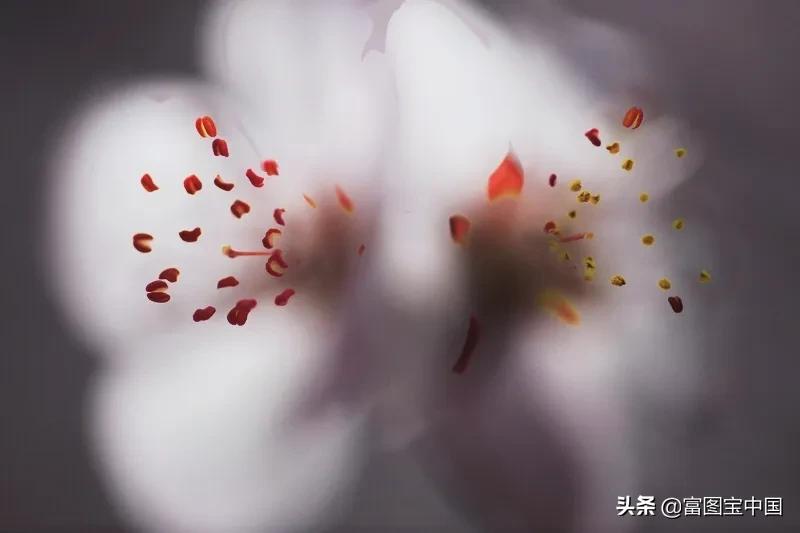 桃花怎么拍才好看,桃花怎么拍摄才能出新意