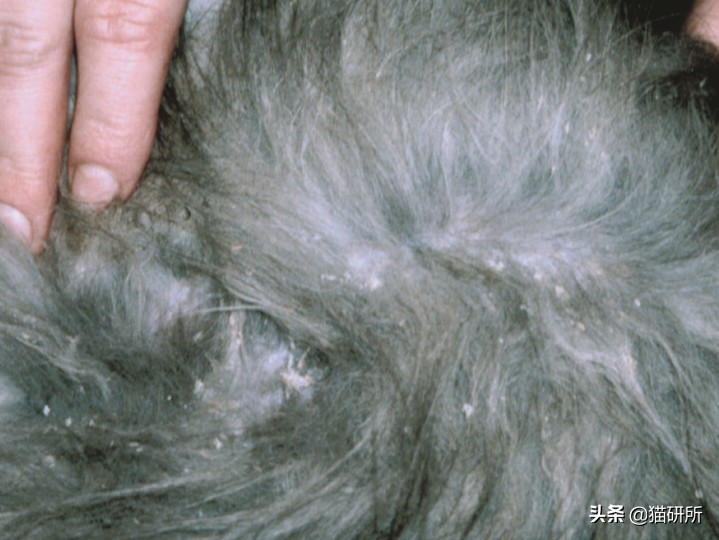 你们的猫咪猫癣怎么治好的,亲身经历的猫癣怎么治