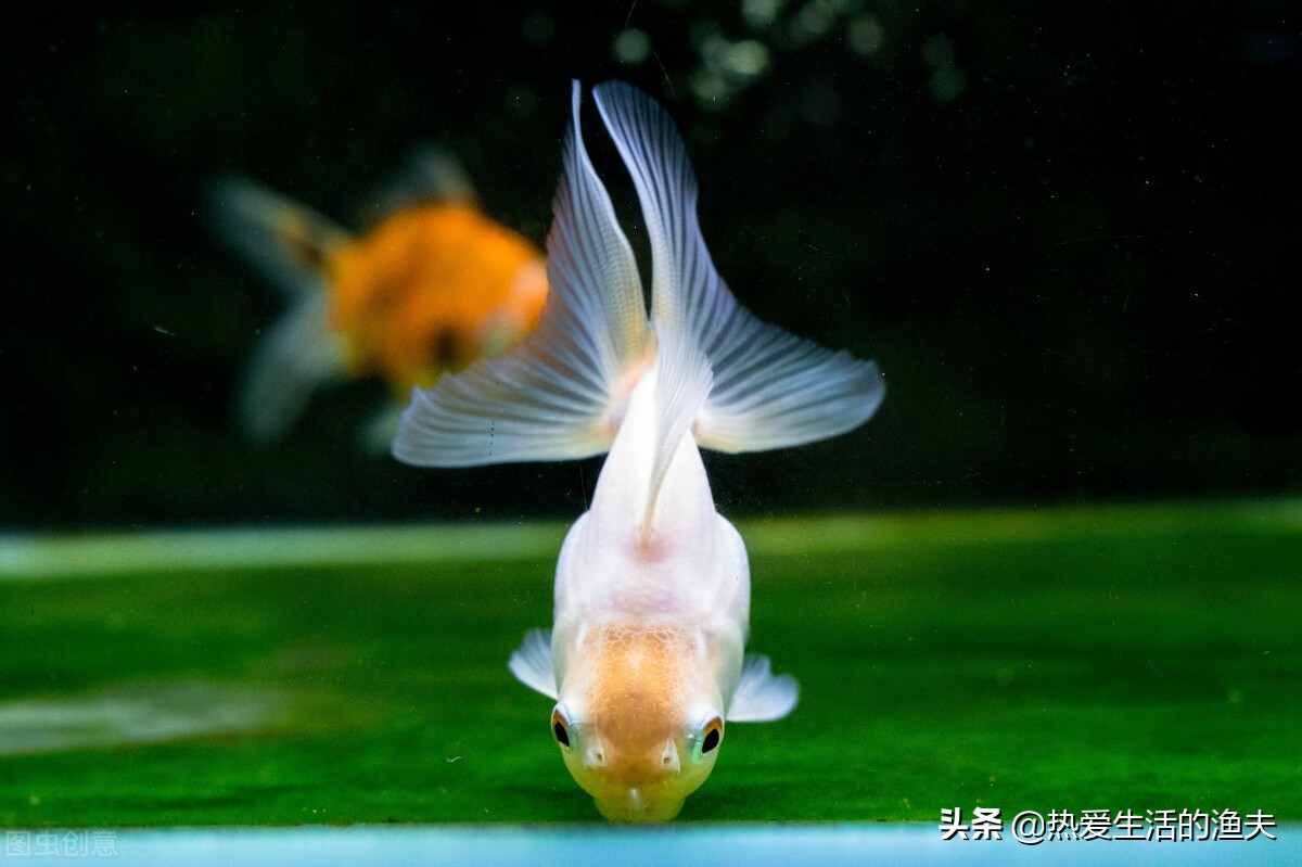 养金鱼不喂鱼食可以喂什么,金鱼不会饱