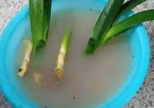 君子兰无根了如何补救,君子兰没根了怎样生出新根