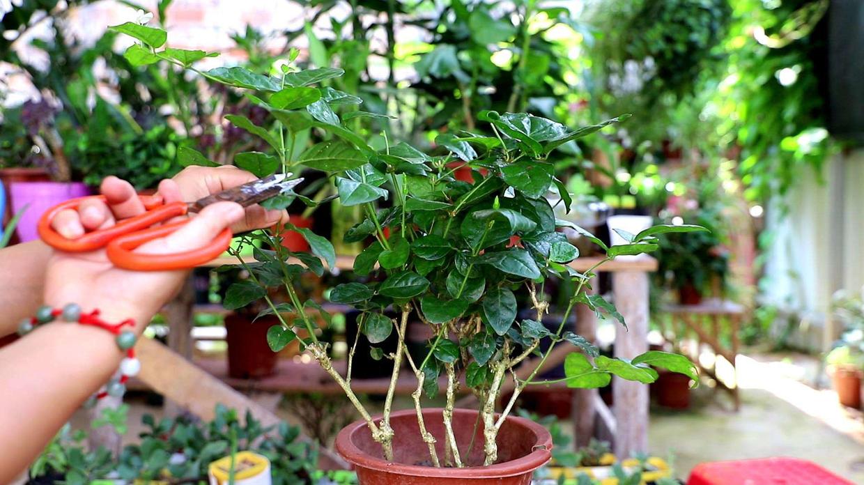 茉莉花不能种太密,茉莉花不能养吗