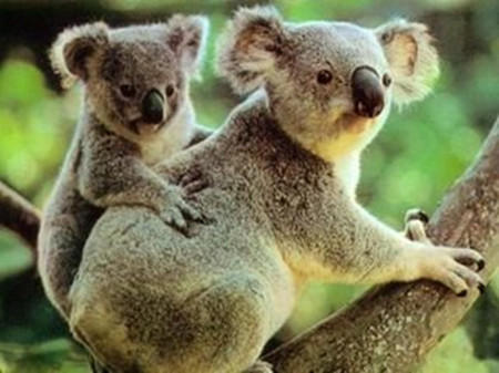 新西兰和澳大利亚距离有多少公里,澳大利亚与新西兰之间的距离