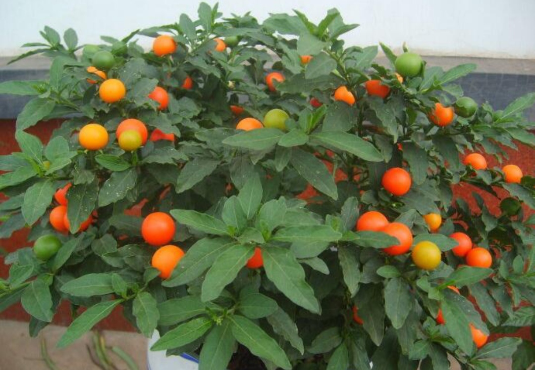 鎴峰涓嶈兘瑙︾鐨勬瘨鑺辨湁鍝簺,鍝簺姣掕姳涓嶈兘瑙︾