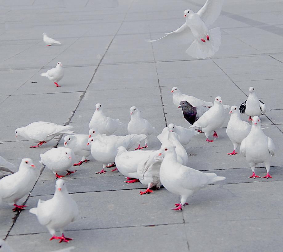 鸽子毛滴虫病的预防和治疗