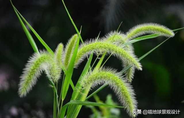 农村常见的野花野草哪些是能吃的,儿时在农村最常见的野花野草