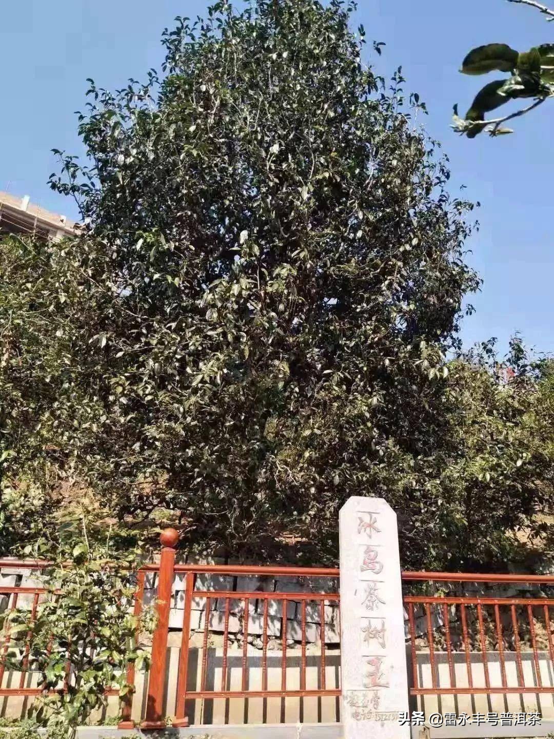 普洱茶地图各山头知识大全,普洱茶入门你必须知道的18个名山