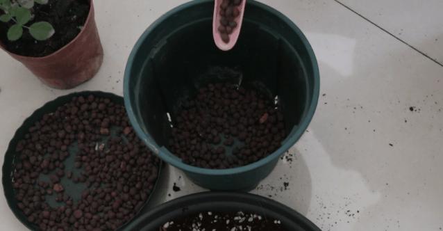 四季开花的月季又香又好养有几种,最漂亮10种盆栽月季