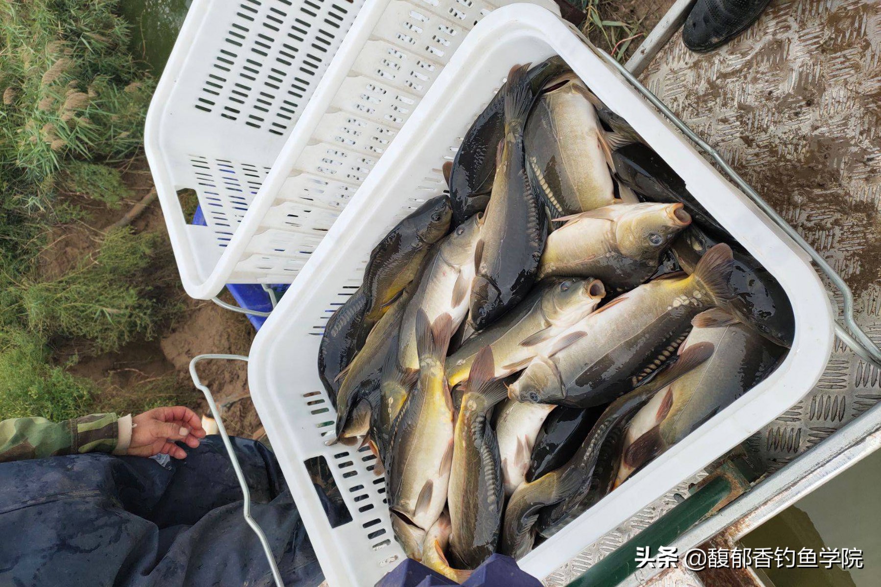 为什么黑坑放新鱼老鱼就不开口了,为什么黑坑刚放的鱼就会开口