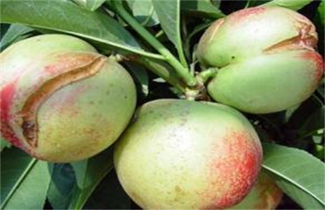 孙悟空偷吃蟠桃的表现,孙悟空偷吃蟠桃总结