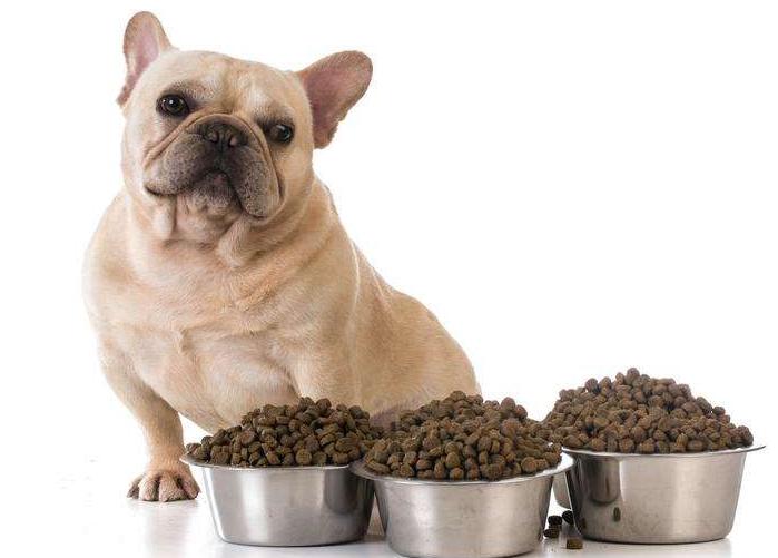 狗狗吃剩饭剩菜为什么还那么健康,为什么不要给狗狗吃剩饭剩菜