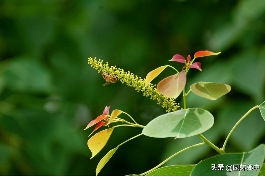 深秋的乌桕红叶,深秋里的一幅油画