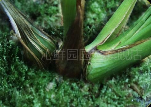 养兰花得雅趣,养兰知识大全