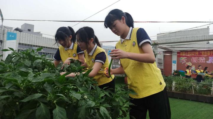 梨园春丰收节,梨树县首届农民丰收节