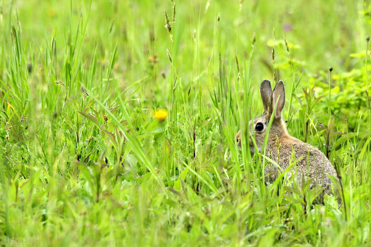 兔子便秘怎么按摩肚子,兔子便秘怎样在家治疗