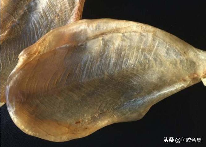 鱼胶花胶本港白花胶,小白花胶跟白花胶是一种鱼胶吗