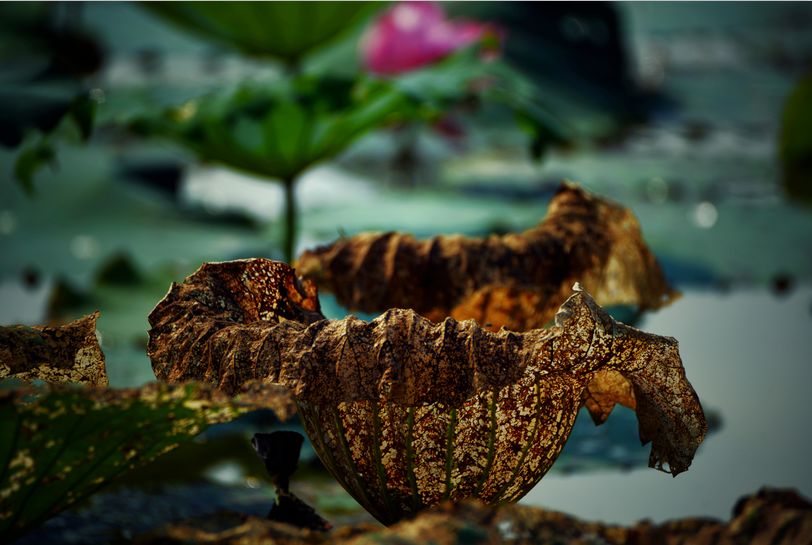 常德，那些惊艳夏日的荷花