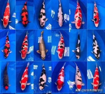 一万元锦鲤水中宝石,价值两千万的黄金龙凤锦鲤