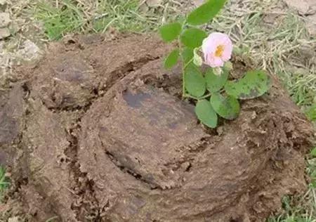 牛粪鸡粪猪粪哪种做有机肥料好,鸡粪牛粪羊粪哪个更肥力好