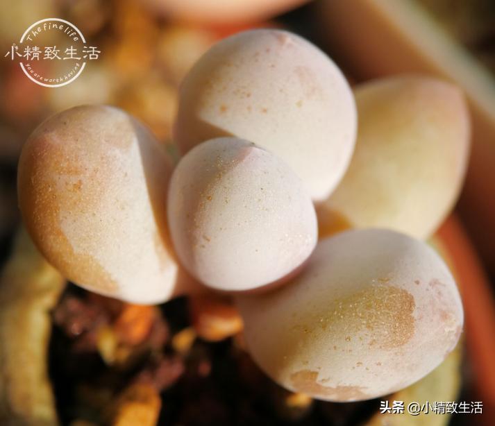 多肉浇水后还是皱巴巴的,多肉叶片发皱浇水后多久才会恢复