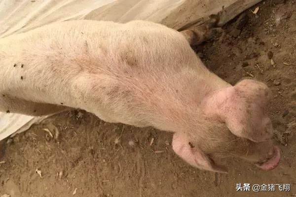 猪喘气厉害身上有出血点,猪身上毛孔有出血点可能是什么病