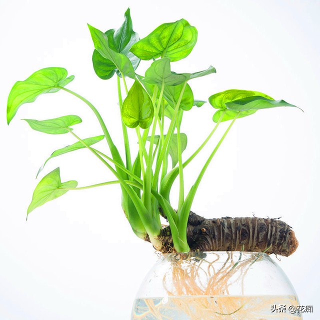 水培千手观音烂根最好的处理方法,水培千手观音花卉的养殖方法