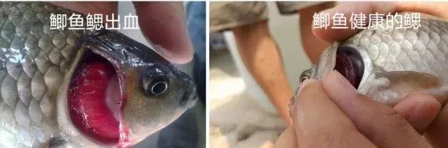 虫见愁怎么样,鲫鱼鳃出血病最新治疗方法