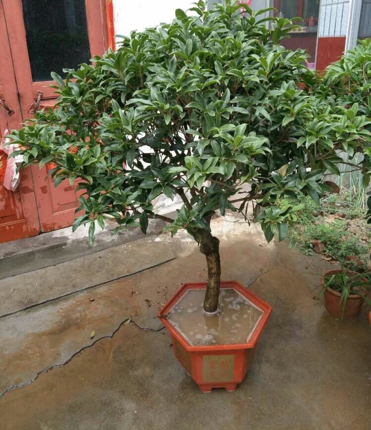 招财富贵花有哪些,高级富贵花给人带来吉祥好运