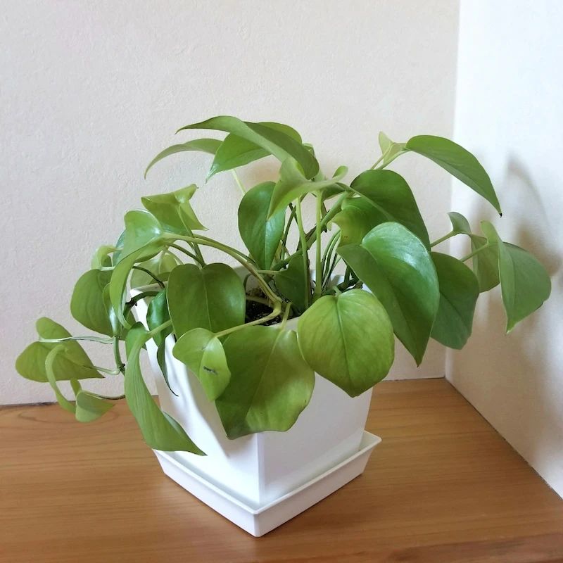 绿萝喜阴还是喜阳光好养些,绿萝喜阳还是喜阴喜干还是喜湿