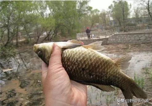 台钓手法,抬竿如何逗钓