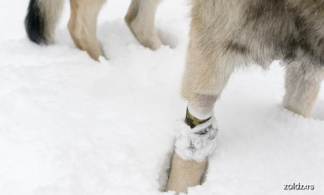 狗狗腕关节的肉球是什么,狗狗的肉球