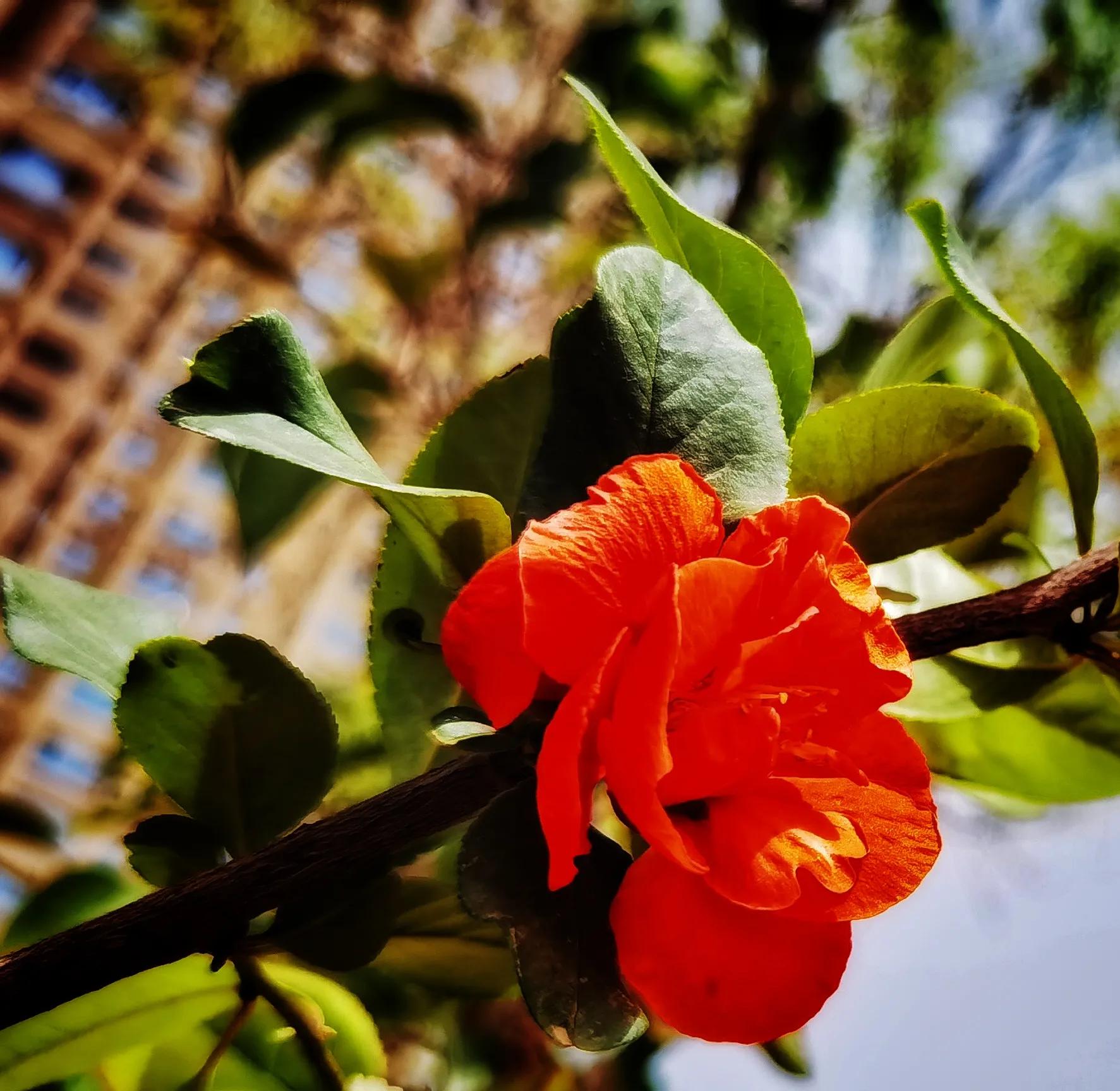 兰州碧桂园凤苑农家乐,兰州凤园农场