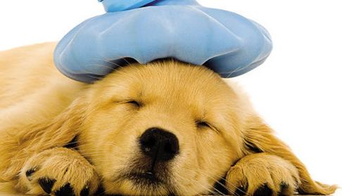 金毛流鼻涕怎么办最有效,金毛流鼻涕怎么治疗