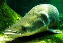 全国十大凶猛淡水鱼是什么,十大养不死的淡水鱼大型凶猛