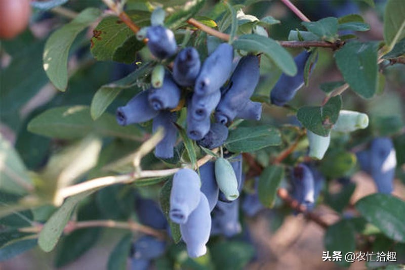 花青素价格及图片大全,花青素每瓶多少钱