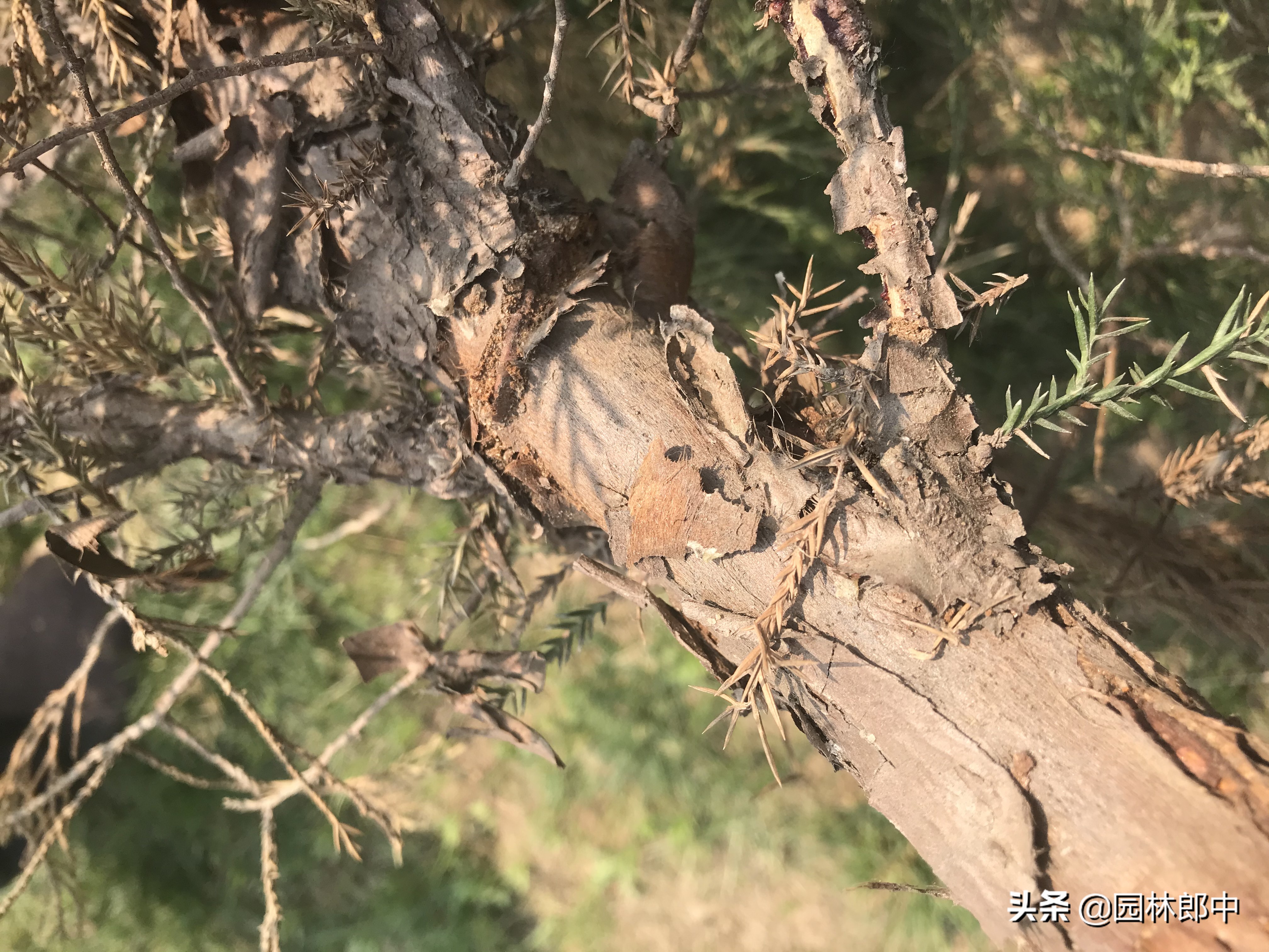 柏树有枯黄叶怎么办,柏树枯萎是什么病表现