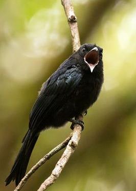 有模仿能力的鸟有哪些,一种鸟模仿70多种声音